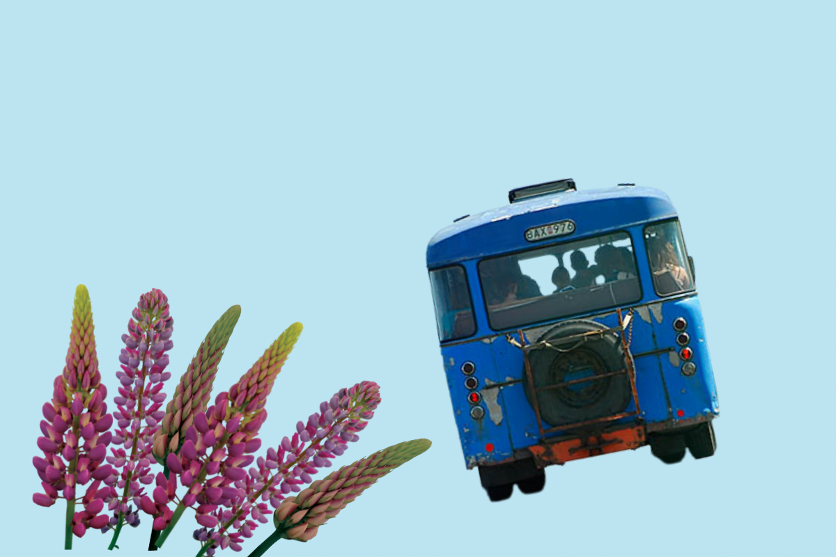 En kontrabuss och lupiner på ljusblå bakgrund