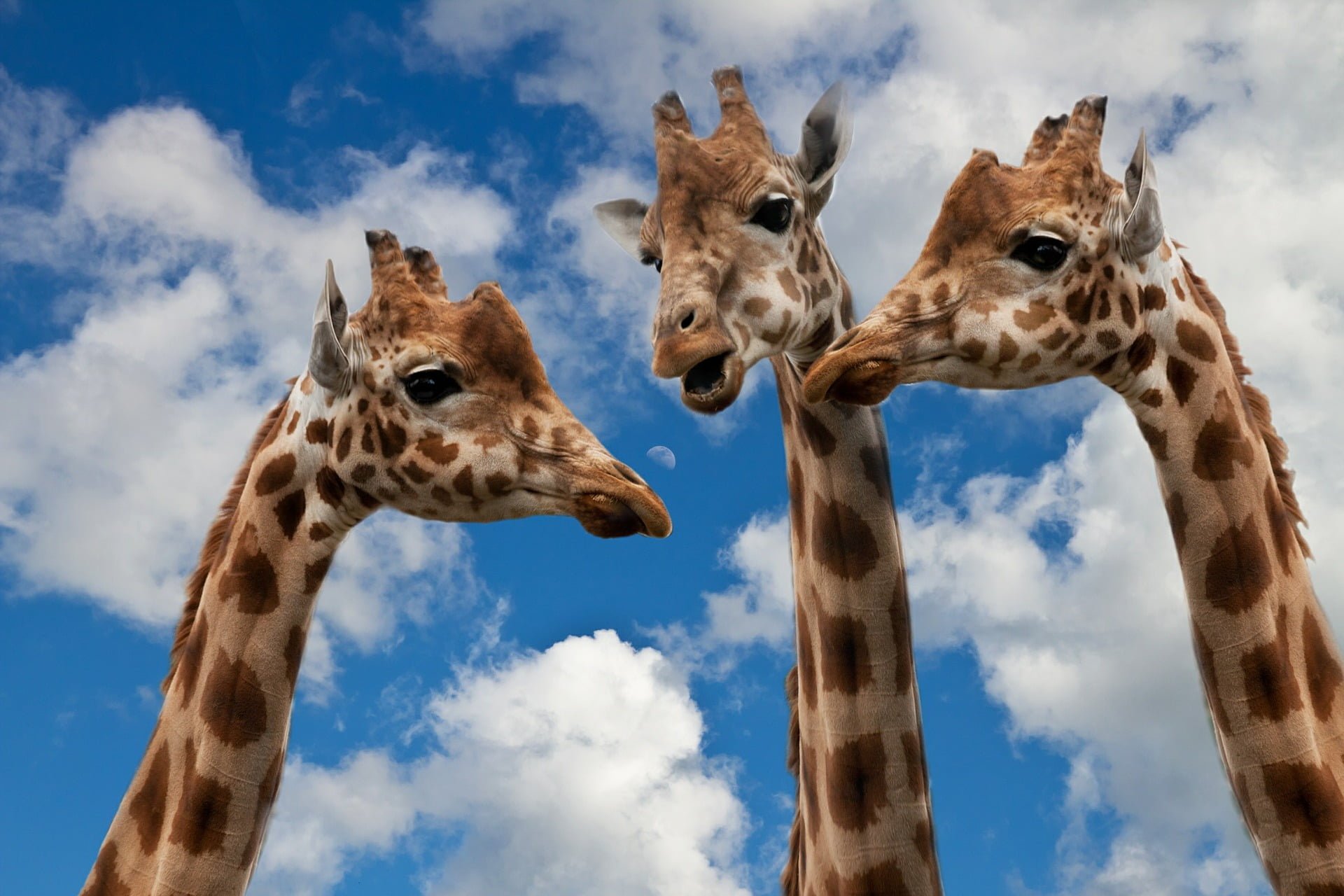 Giraffer som pratar med varandra bakgrund blå himmel