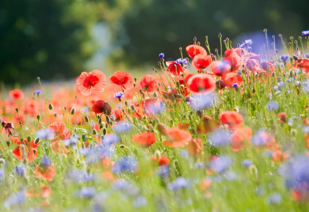 Äng med blommor