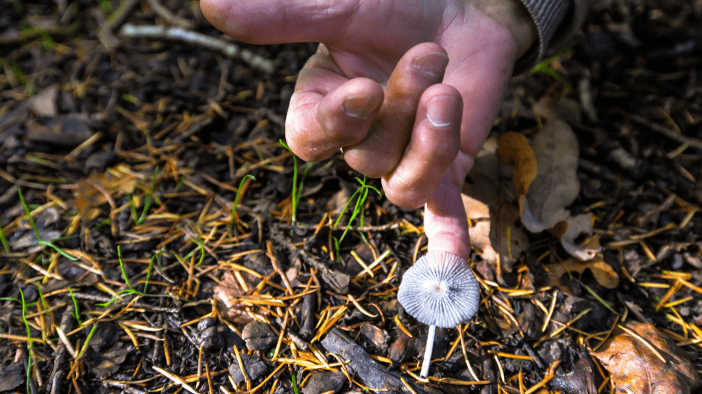 Hand som rör en vit svamp i skogen