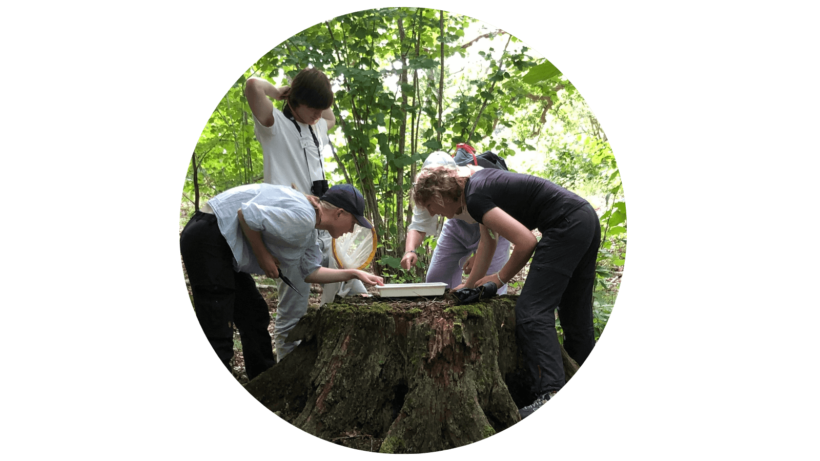 Fältbiologer undersöker naturen på sommarforskarskolan urklipp