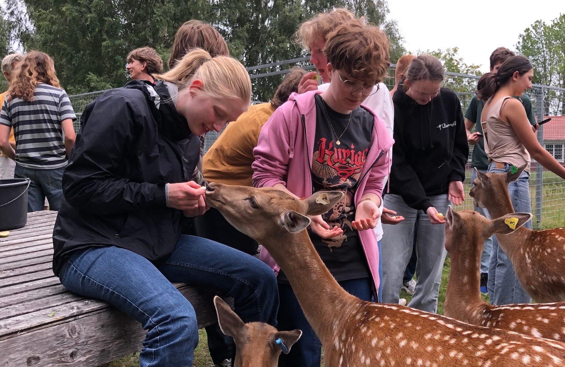 Medlemmar matar dovjortar under sommarforskarskolan 2024.