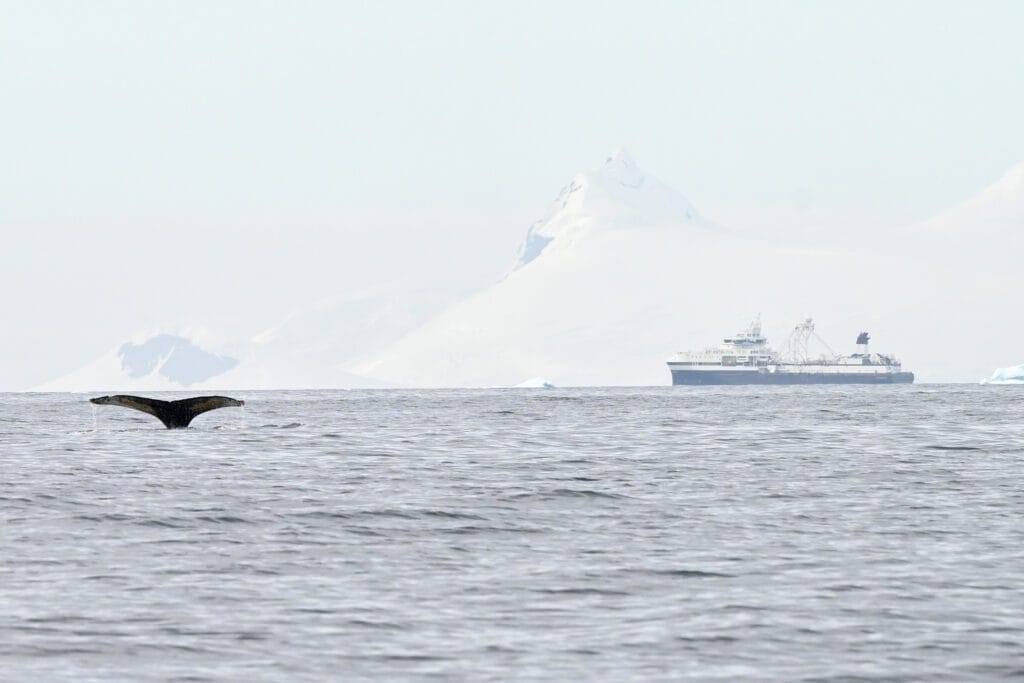 Whale next to Aker Biomarine ship
