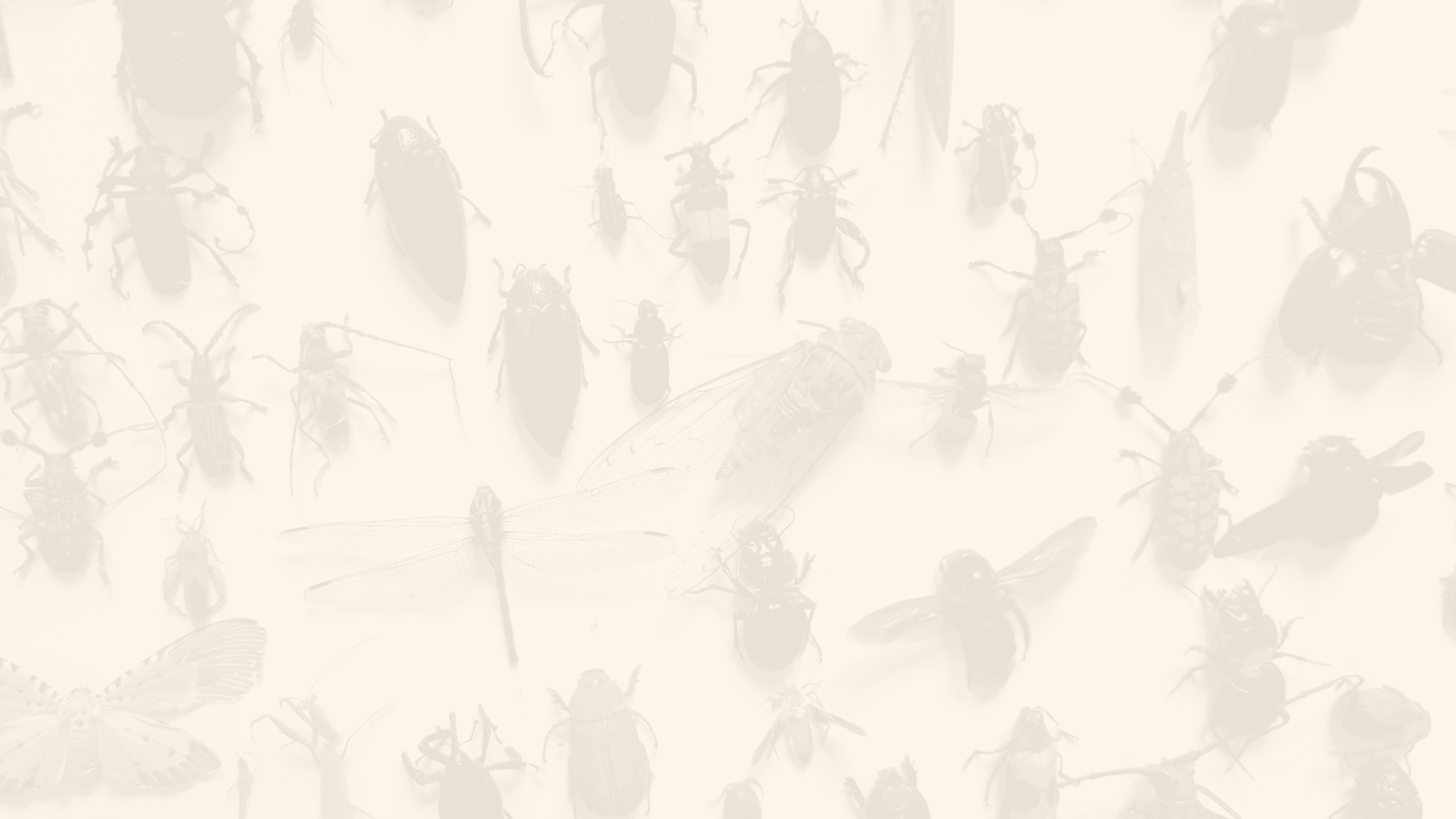 Insekter bakgrundsbild