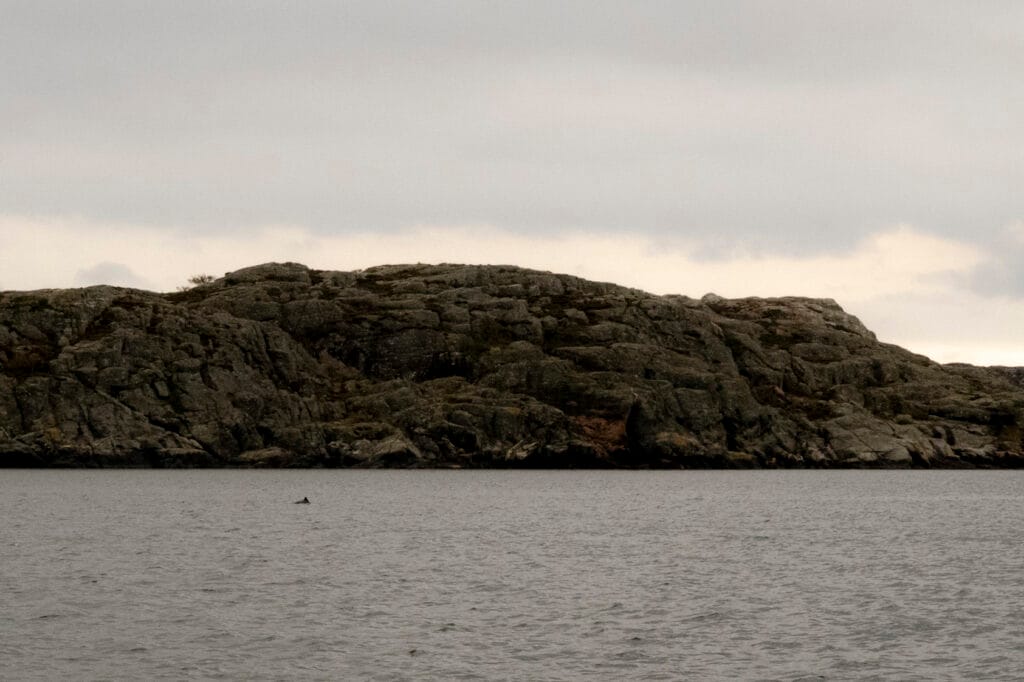 Tumlare i Östersjön