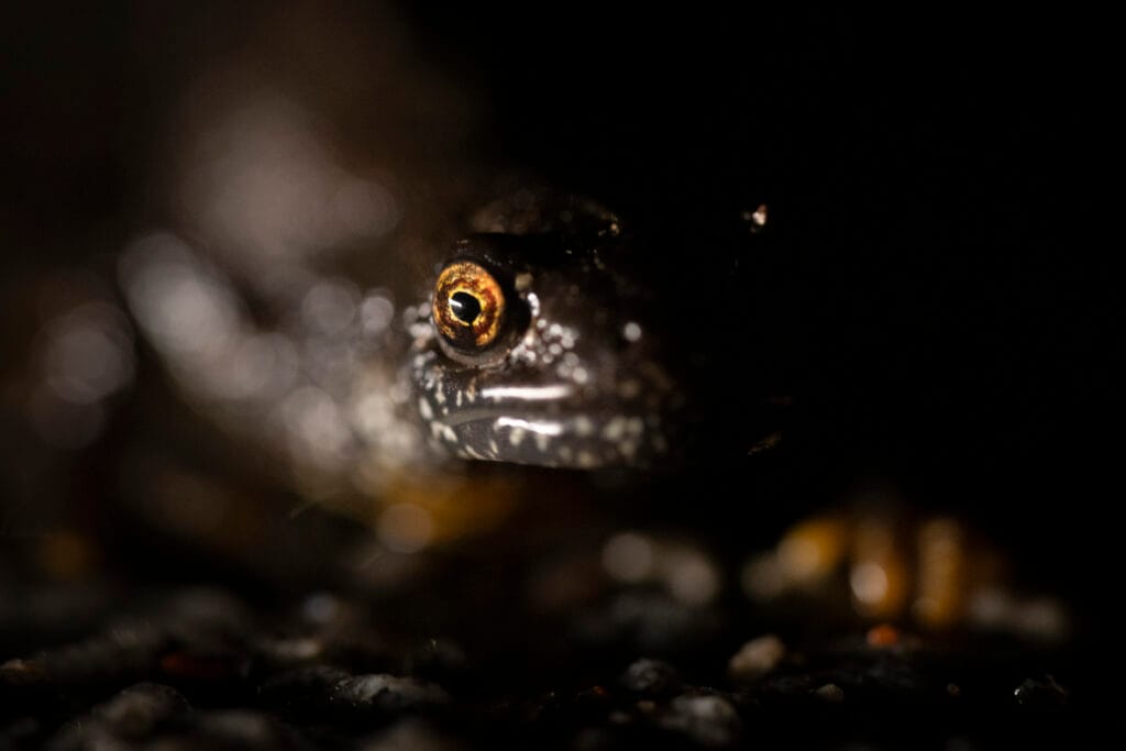 Större vattensalamander
